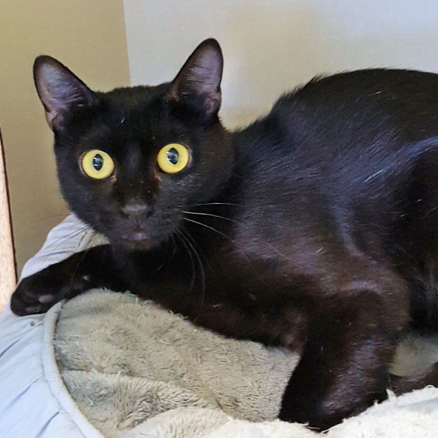 Adopt a friend: Spirit